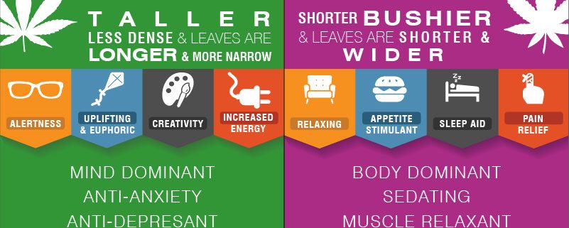 cannabis variety 101